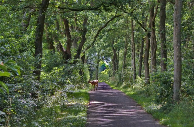 Deer passing