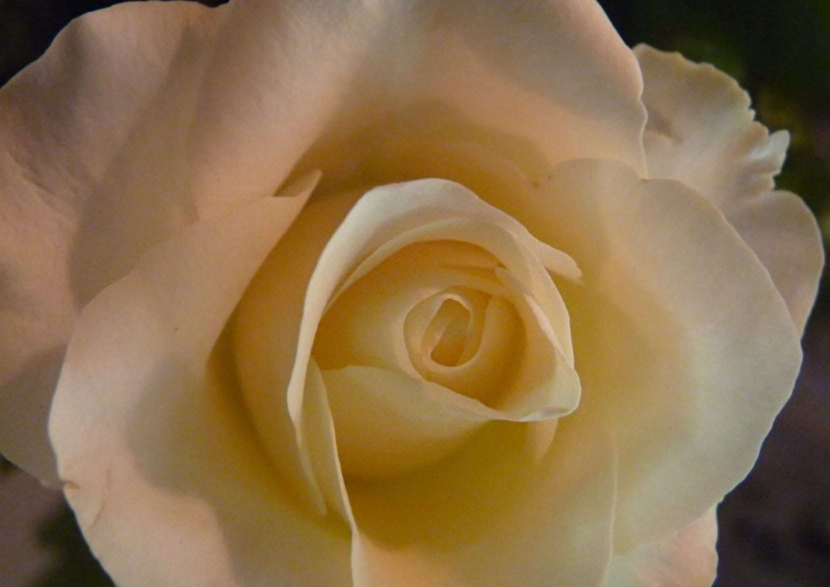 White rose