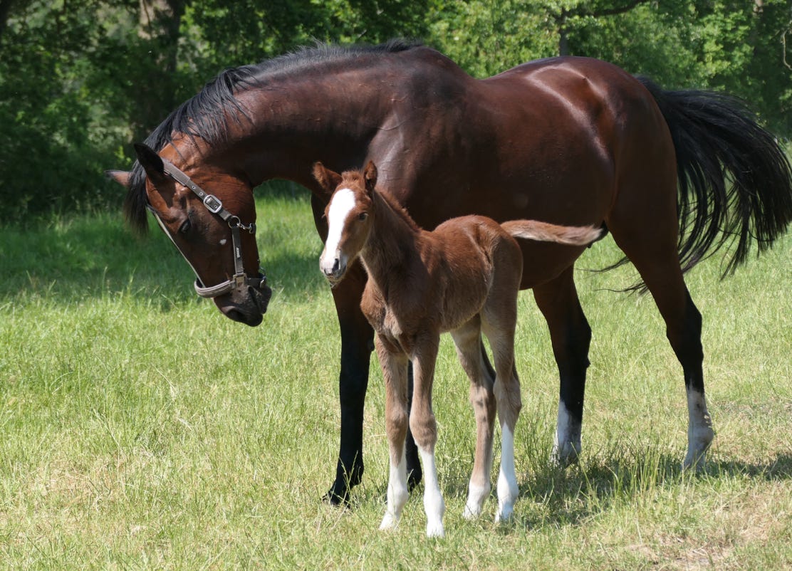 Mare and her one-day-old foal in Oudemolen, Drenthe Netherlands