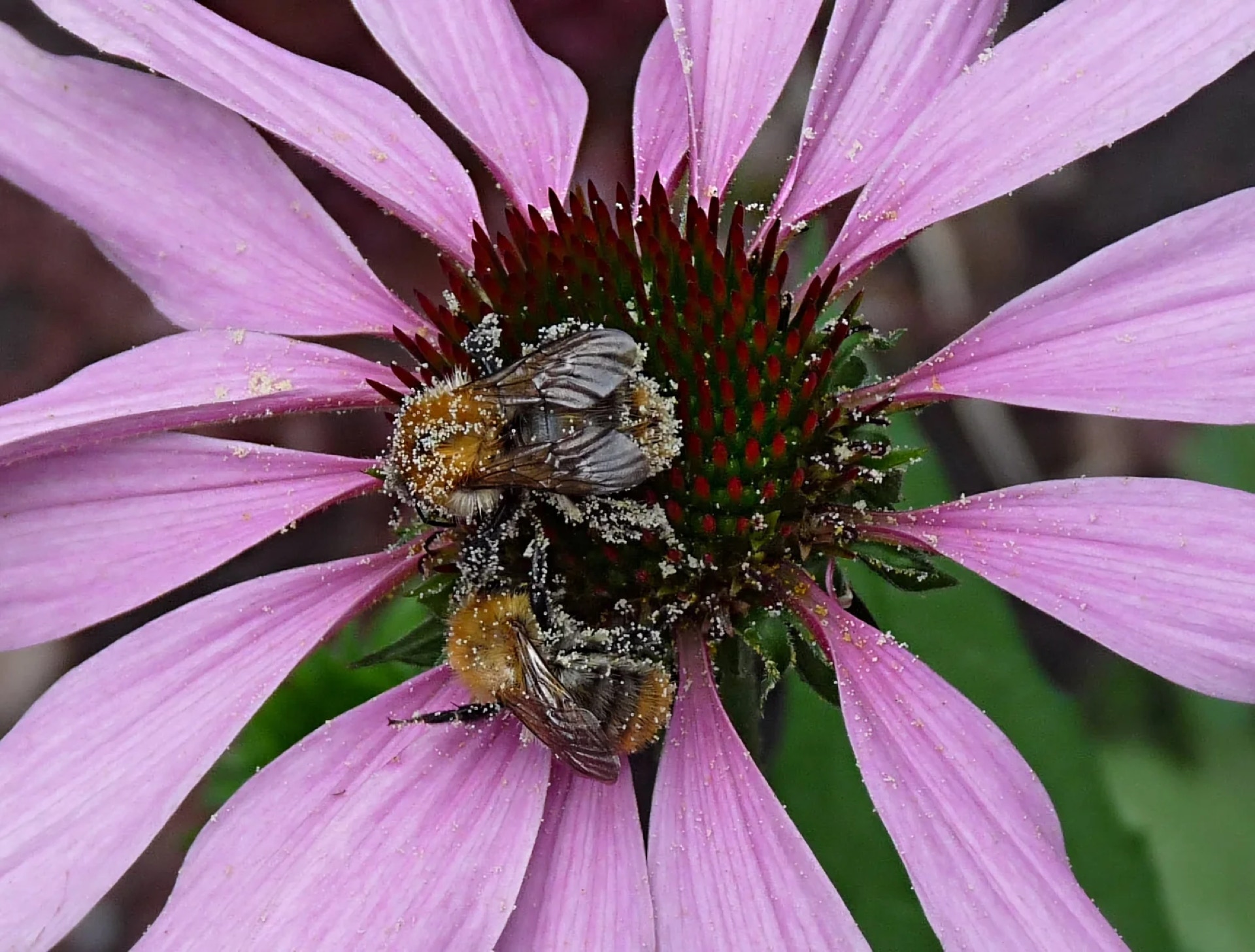 Bees collecting starch