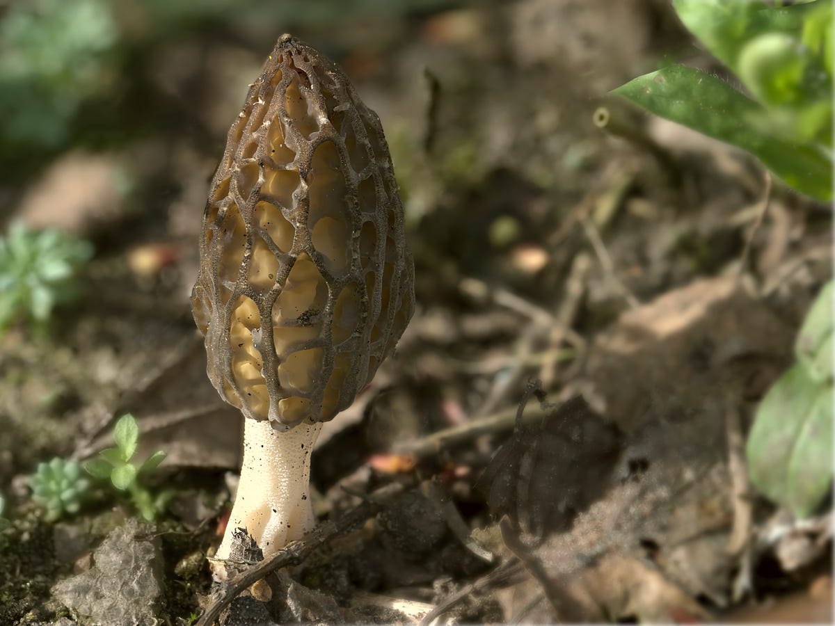 Morchella elata mushroom - vBug Landscape Park -  Nabużański Park Krajobrazowy