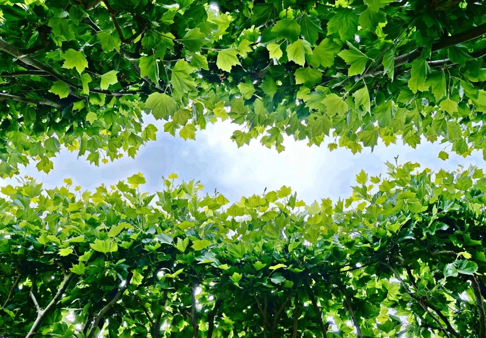 Looking up in the garden of the De Buitenplaats museum in Eelde, Netherlands