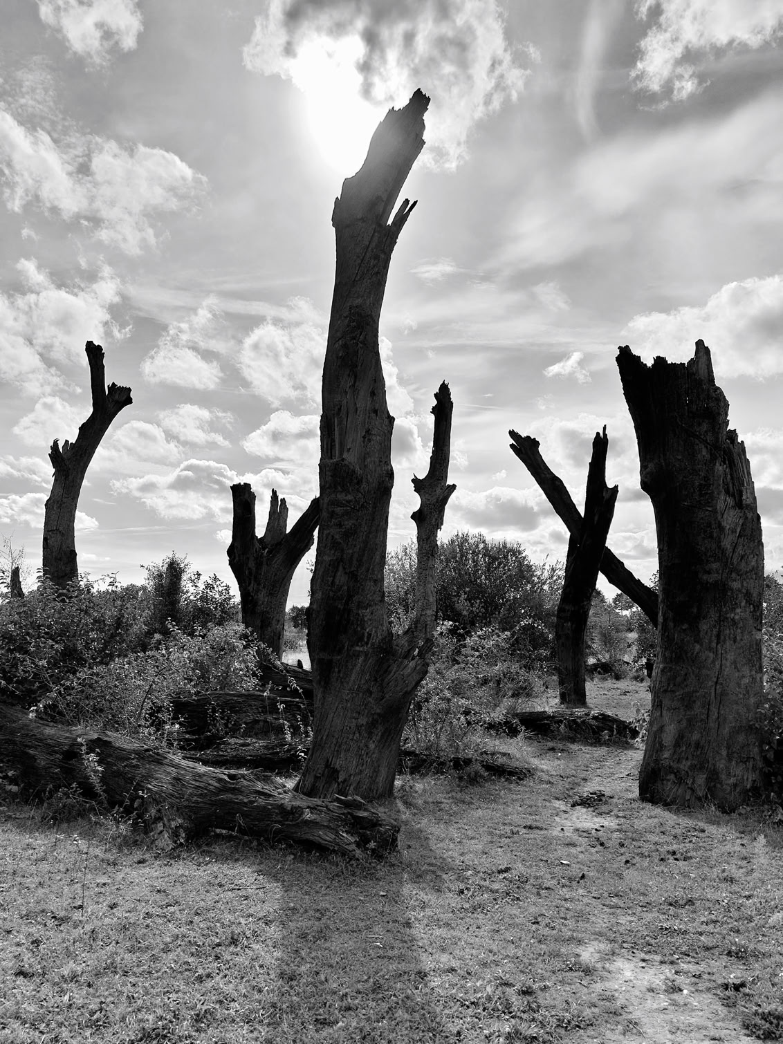 Monument of 2000 year old trees at the Molenplas in Ohé en Laak, Limburg, Netherlands