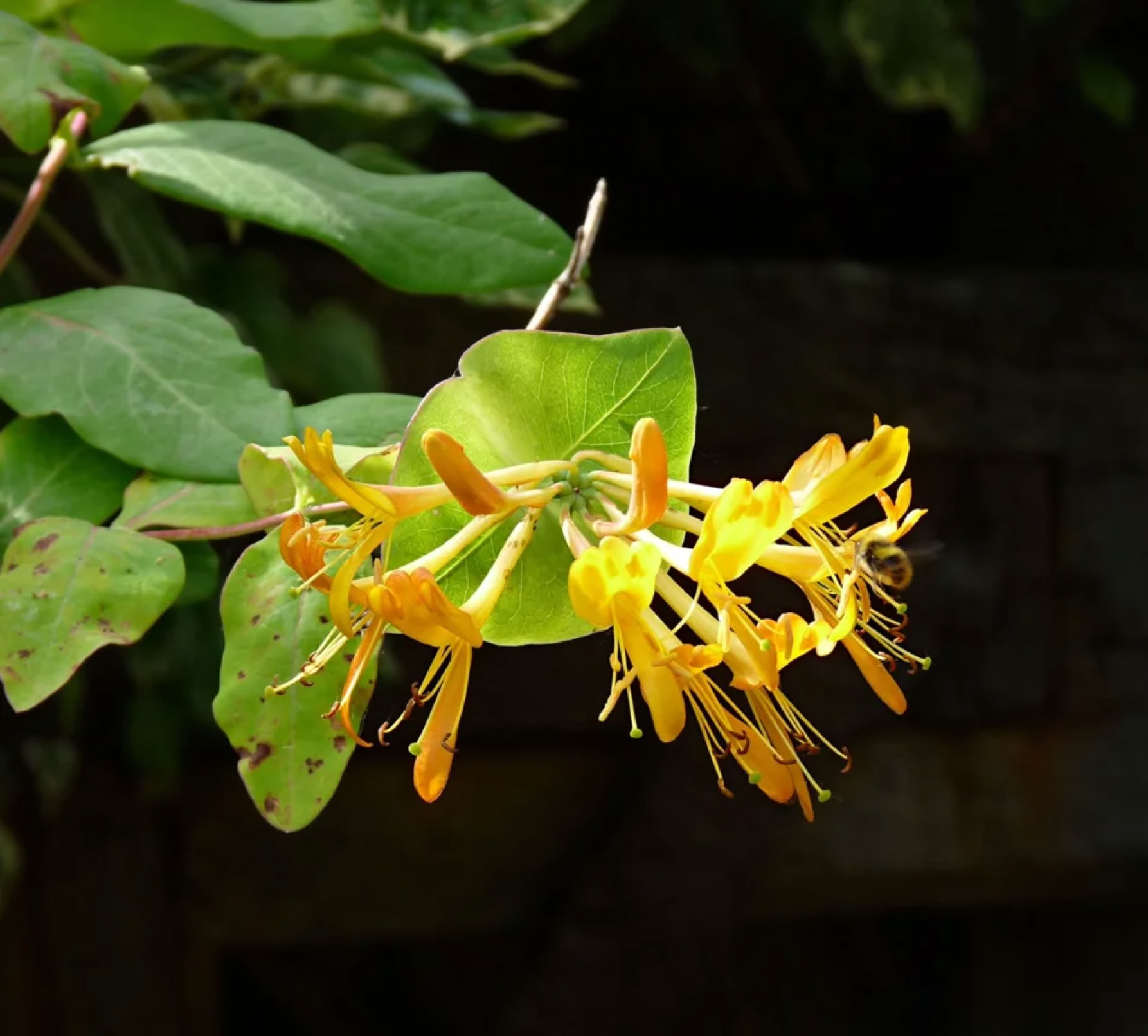 Lonicera hirsuta Eaton