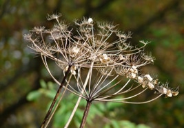 Bishop's weed