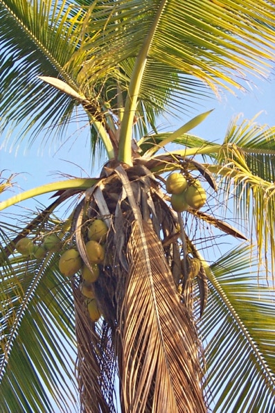 Coconut palm in Galibi, Surinam