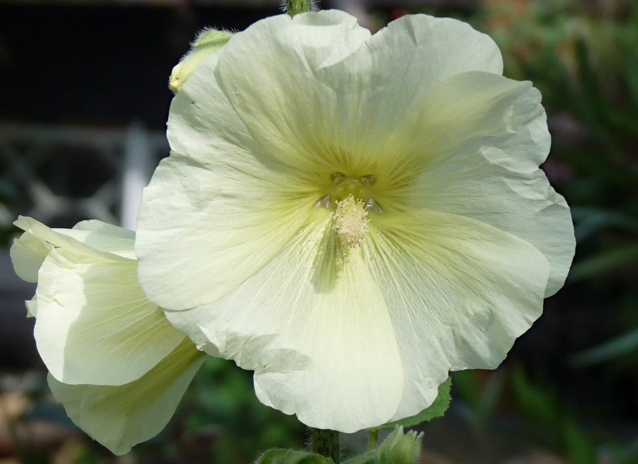 Alcea rosea L