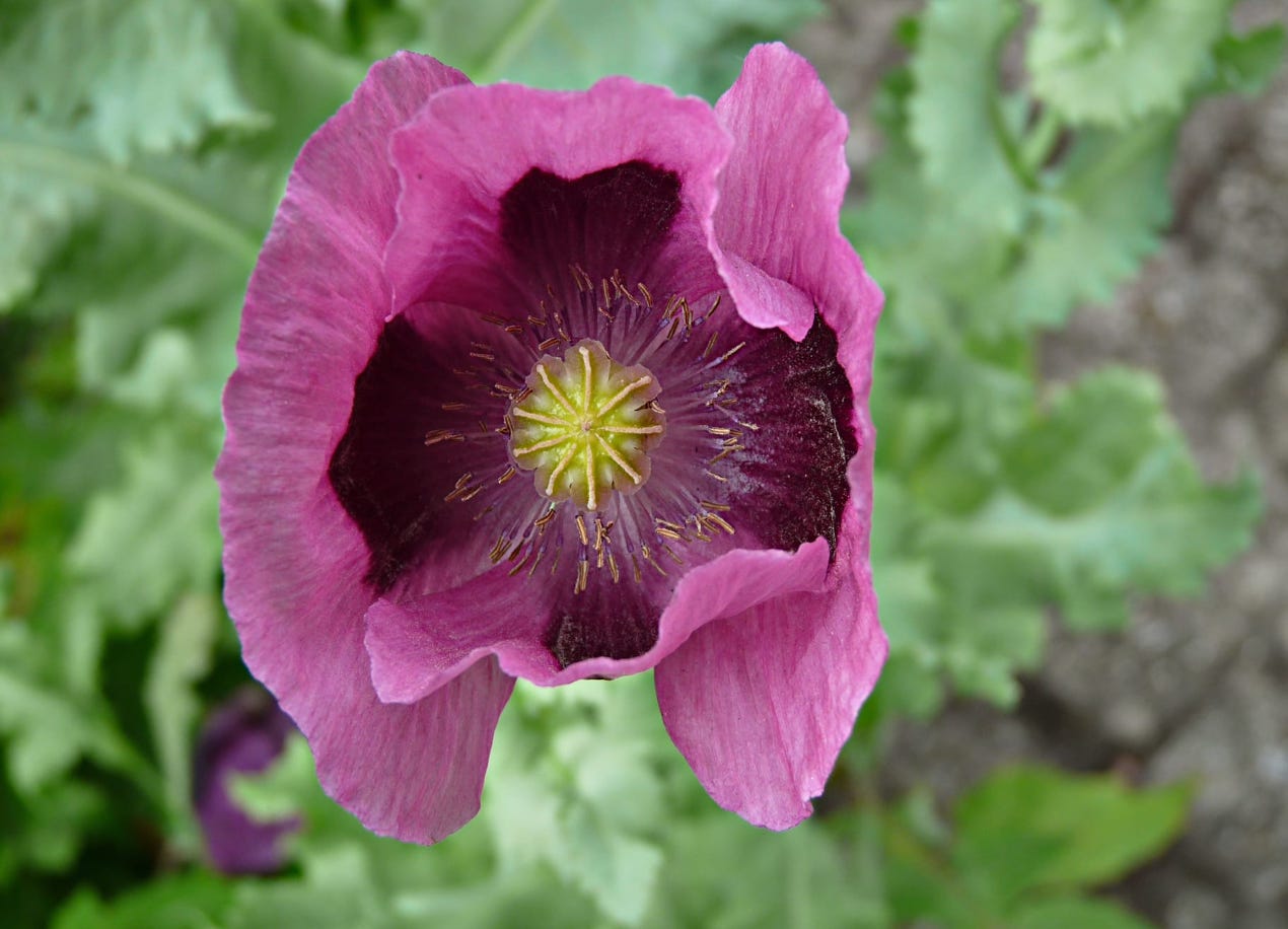 Poppy somniferum