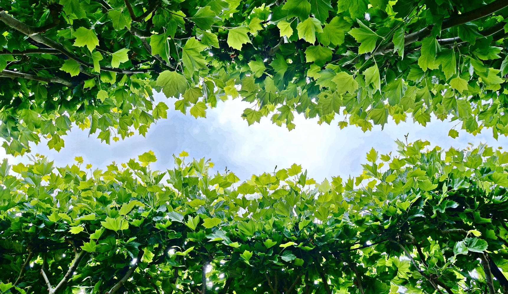 Looking up in the garden of the De Buitenplaats museum in Eelde, Netherlands