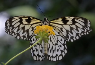 Butterfly in Papiliorama, Havelte, Netherlands