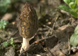 Morchella elata mushroom