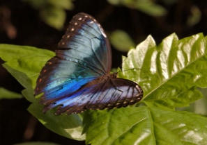 Morpho butterfly in Papiliorama, Havelte, Netherlands