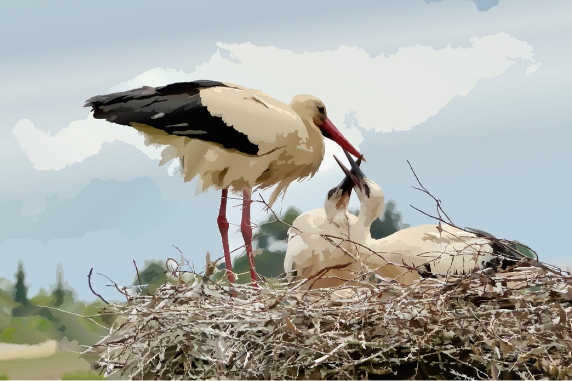 Stork family in Portugal